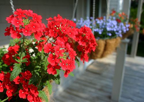 Fioriere Sospese: Scopri i Fiori Incredibili!