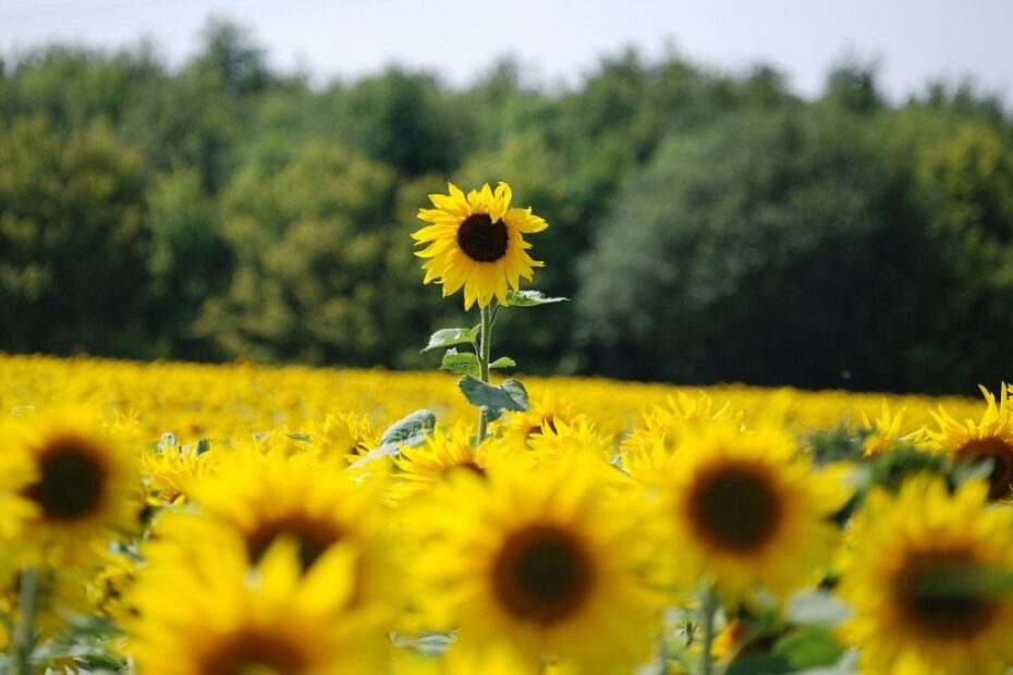 Helianthus annuus: Scopri i Segreti dei Girasoli su Indiana Public Media