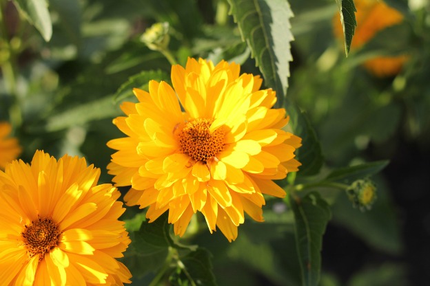 Finti Girasoli: Scopri i Segreti dei Fiori!