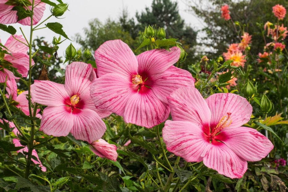 Hibiscus Giganti e Sbalorditivi: Scopri di Più!