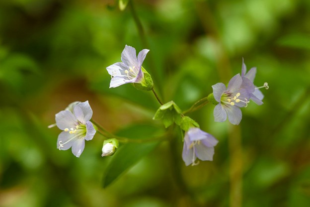 Fiori Indistruttibili: Scopri i Nativi!