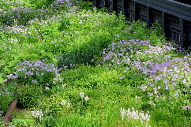 Fioritura Incredibile: Piante e Fiori da Scoprire!