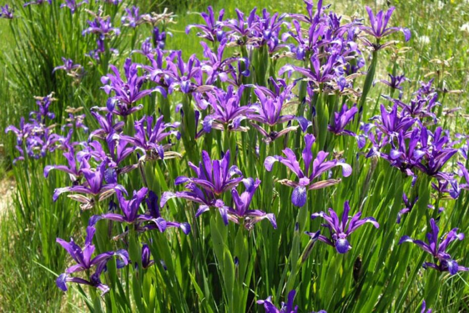 Iris: Scopri Curiosità e Segreti dei Fiori!