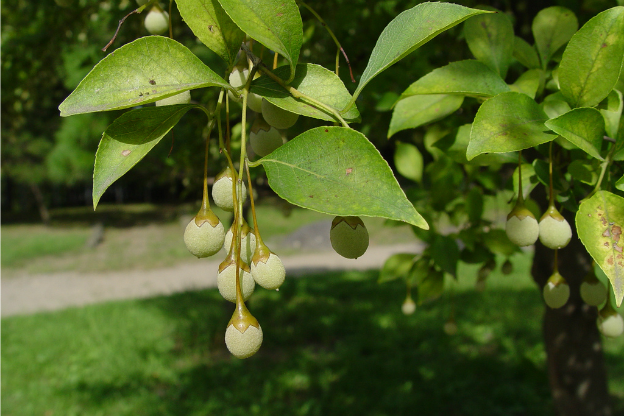 Albero di Campanella Giapponese: Scopri i Fiori Incantevoli!