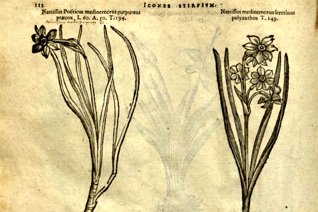 Fiori: Scopri i Terminologie Latine e Greche!