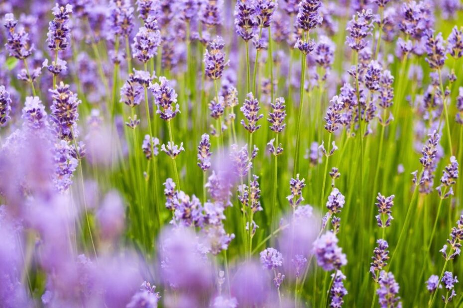 Lavanda: Simbolo di Devozione | focusonflowers