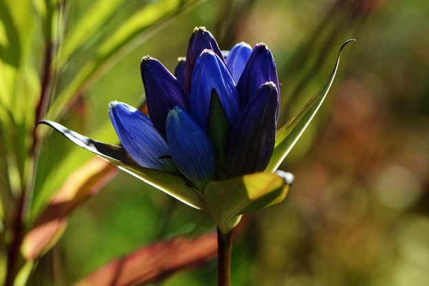 Lavande e Blu: Scopri i Fiori!