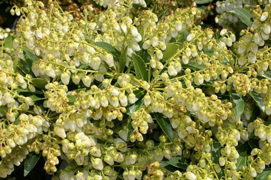 Il Magico Fiore delle Valli: Scopri il Lily-of-the-Valley!