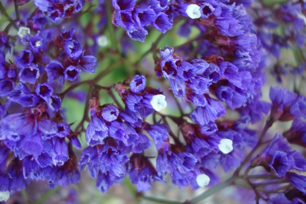 Il Fascino Cartaceo del Limonium | Scopri i Fiori!