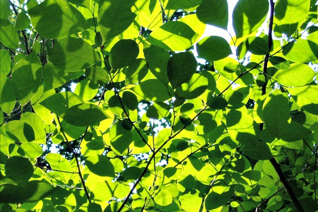 Scopri come il Spicebush Aggiunge Sofisticatezza ai Giardini Ombrosi!