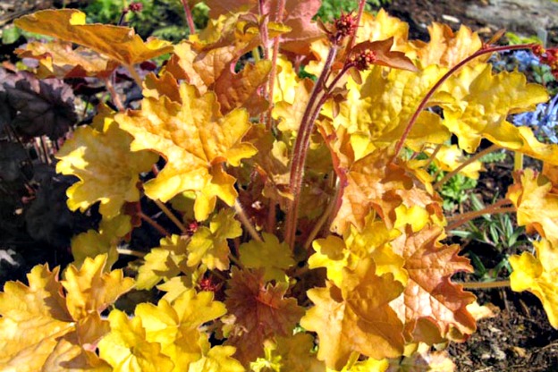 Foliaggio Sfoltito: Scopri i Fiori da Non Perdere!