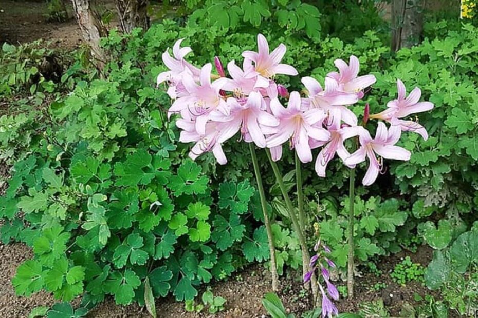 Lycoris: Una Sorpresa Incredibile! | focusonflowers