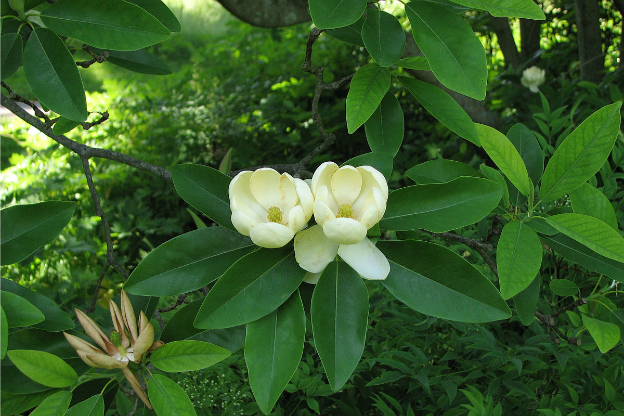 Magnolia Virginiana: Scopri i Fiori Incantevoli!