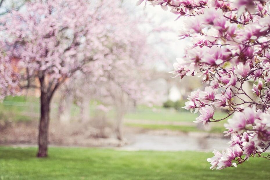 Magnolia x soulangiana: Scopri la Bellezza Nascosta!