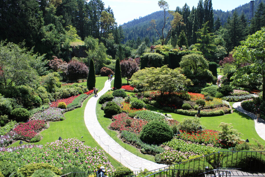 Monticelli Massivi: Scopri i Fiori Sorprendenti!