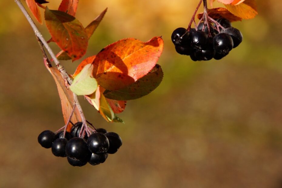 Aronia Nativa: Scopri le Meraviglie Botaniche dell'Indiana!