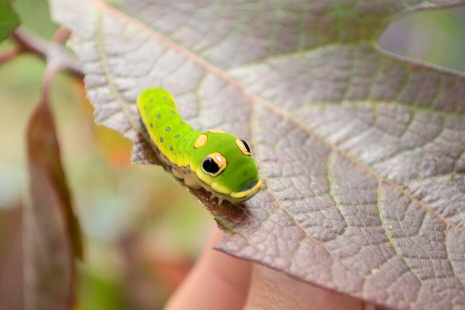 Scopri il Piccante Spicebush: Un Tesoro Naturale dell'Indiana!