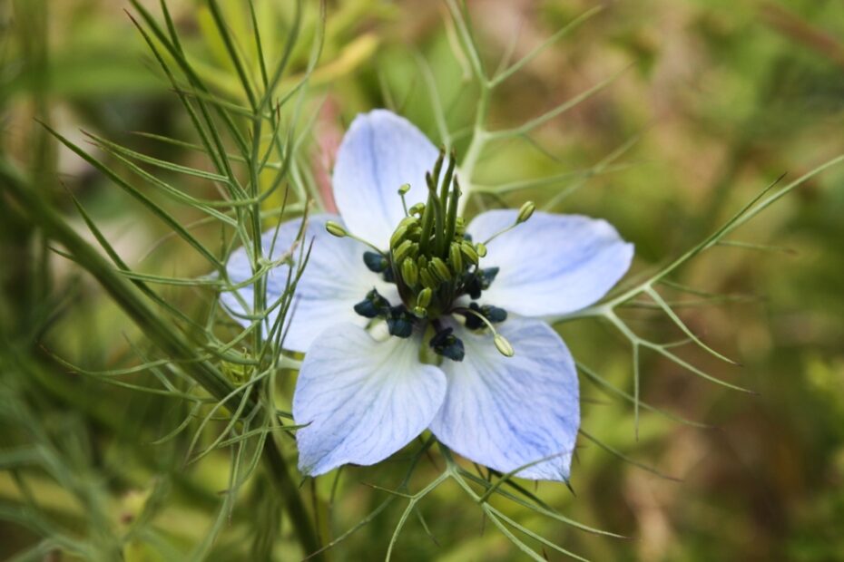 Non Per Caso | Fiori al Centro dell'Attenzione