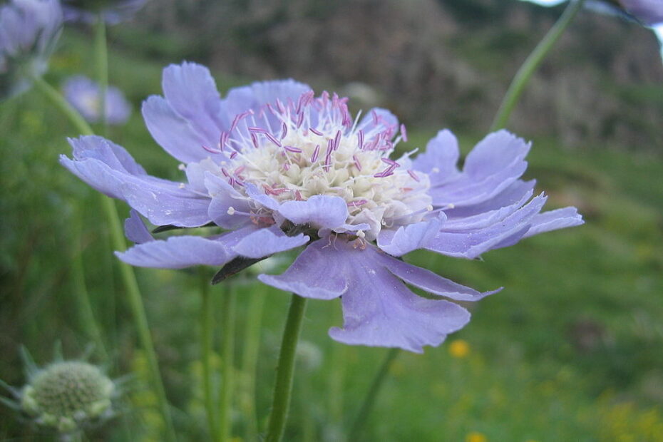 Fior di Pincushion: Scopri il Fascino su Focus on Flowers!