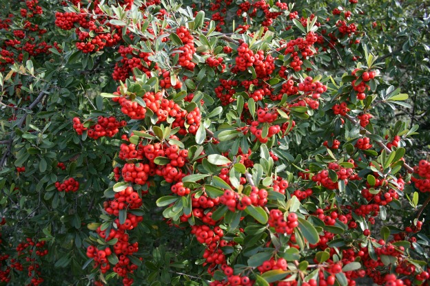 Scopri come le Bacche di Pyracantha Illuminano il Inverno!