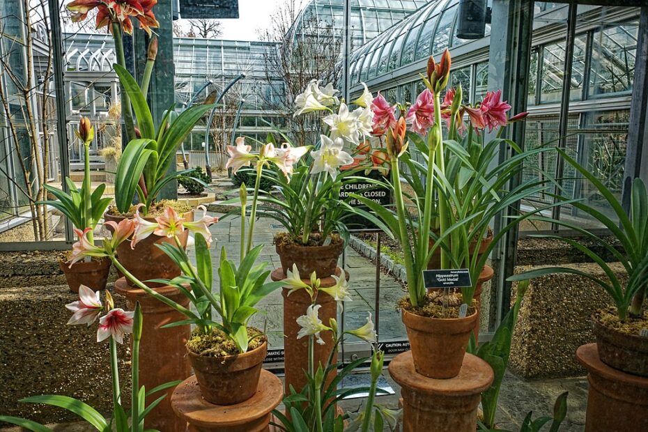 Ricomponi Amaryllis: Scopri i Segreti dei Fiori!