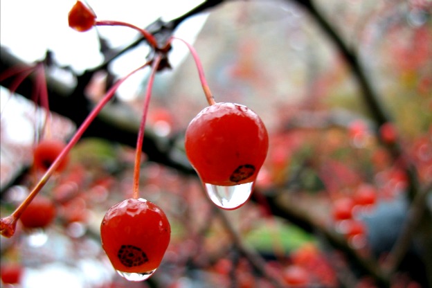 Ribes Rosso: Scopri i Fiori Incantevoli!