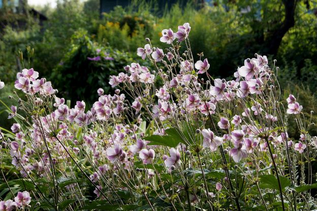 Fioriture di Settembre: Scopri i Segreti della Semina!