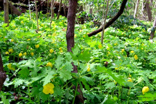 Primavera Gialla: Scopri il Piccolo Celandino!