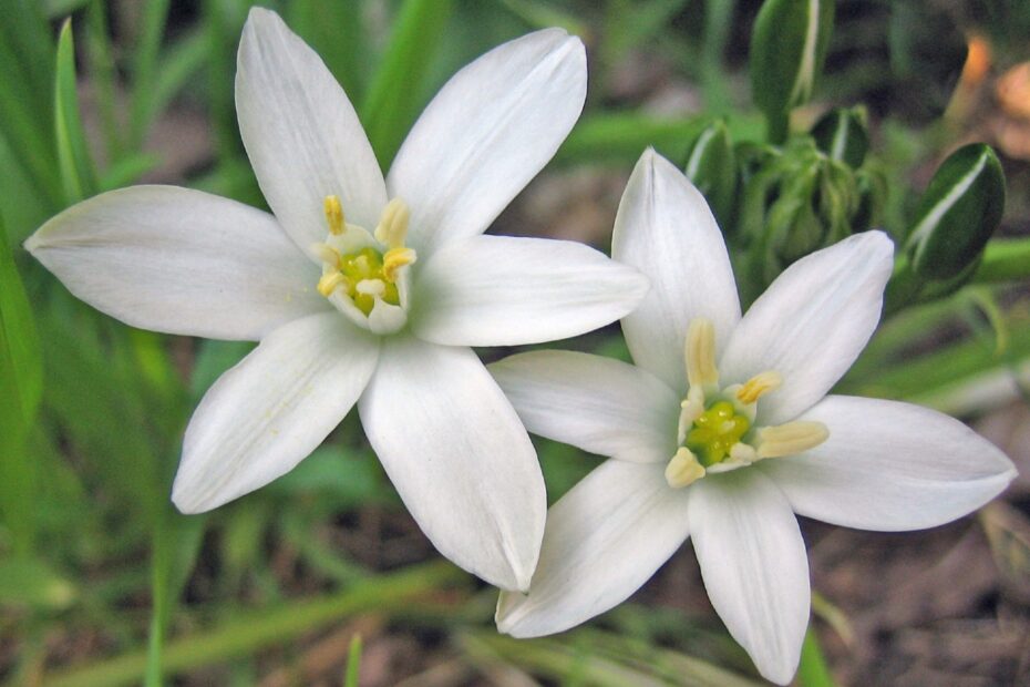 Stella di Betlemme: Il Fiore Incredibile da Scoprire!