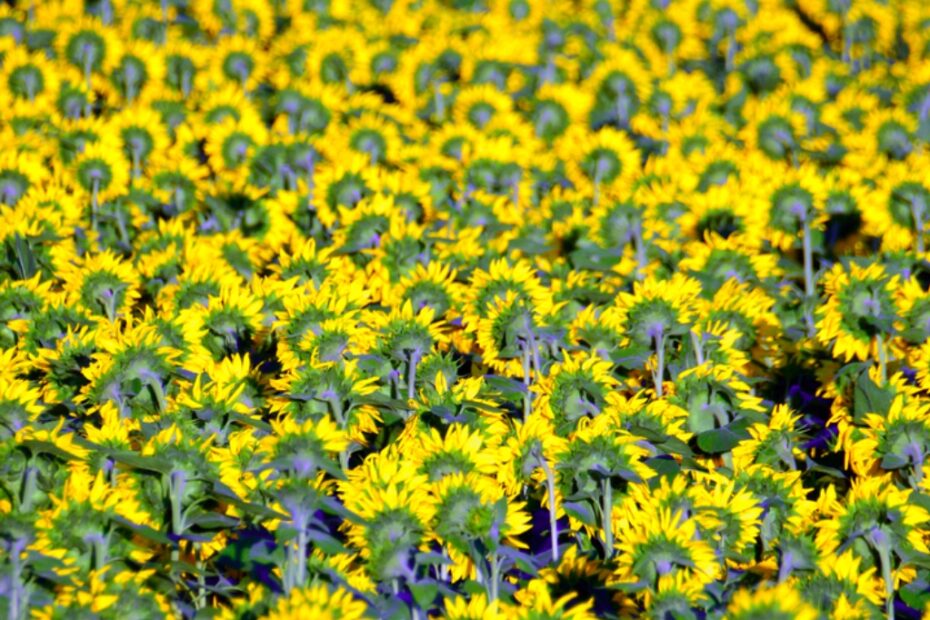 Sunflower Splendor: Scopri i Girasoli Radiosi!