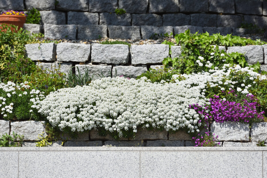 Scopri la Dolcezza della Candytuft - focusonflowers su Indiana Public Media!