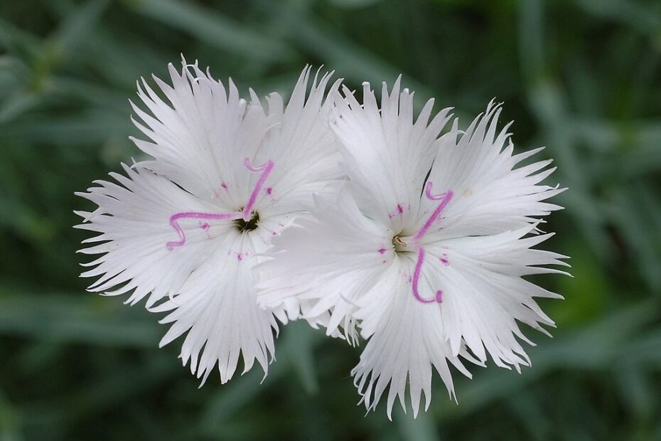 Dianthus Dolci: Scopri il Fiore Che Incanta! | focusonflowers - Indiana Public Media