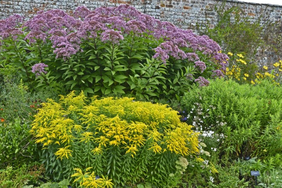 Nativi Alti: Scopri il Mondo dei Fiori in Indiana!