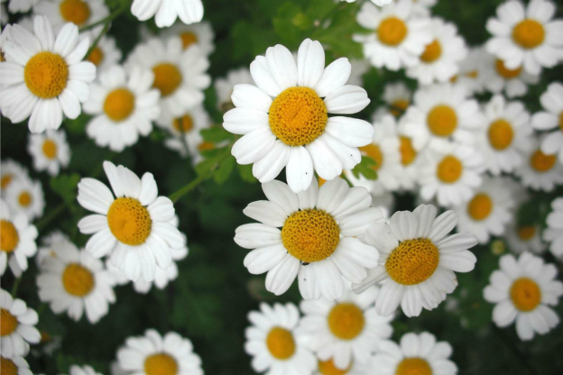 Tanaceto: Scopri il Mondo dei Fiori!