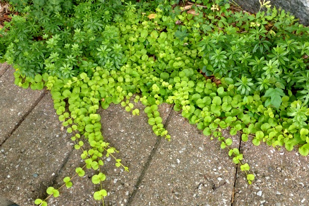 Giardinieri Ribelli: Scopri i Fiori!