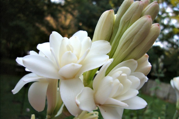 Tuberose: Il Profumo Sorprendente | Scopri i Fiori!