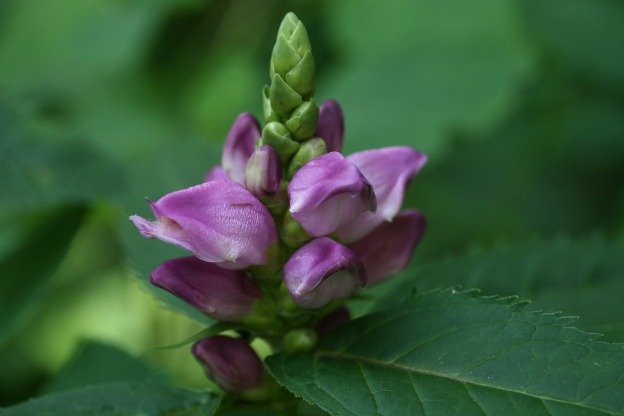 Testoline di Tartaruga: Sveliamo i Fiori!