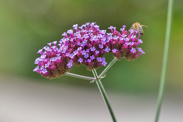 Verbene Versatili: Scopri i Fiori!