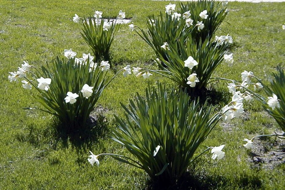 Fiori Bianchi: Scopri la Bellezza!