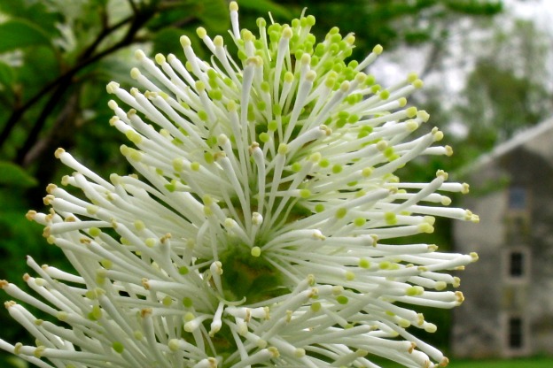 Il Fascino del Salice Stregone nei Vari Stagioni: Scopri i Suoi Fiori!