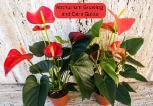 Guida Definitiva alla Coltivazione e Cura dell'Anthurium!