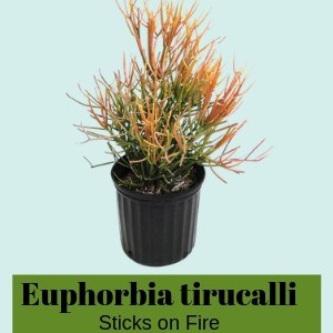 Euphorbia tirucalli 'Sticks fire'