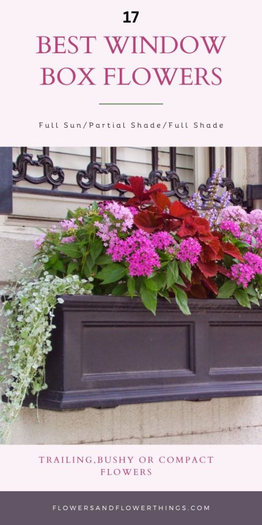 17 Migliori Fiori da Balcone