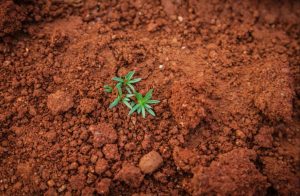 pianta verde su terreno