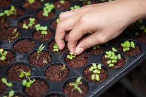 pianta in fase di propagazione