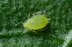 foto macro di afide verde