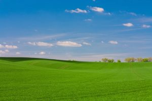 Campo di erba Zorro Zoysia