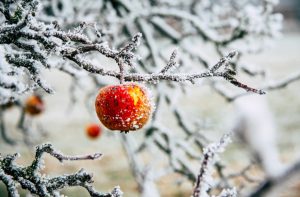 Mela ghiacciata in inverno