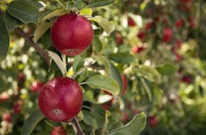 Mela rossa appesa all'albero