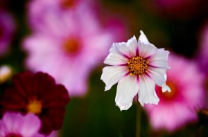 fiore di cosmos